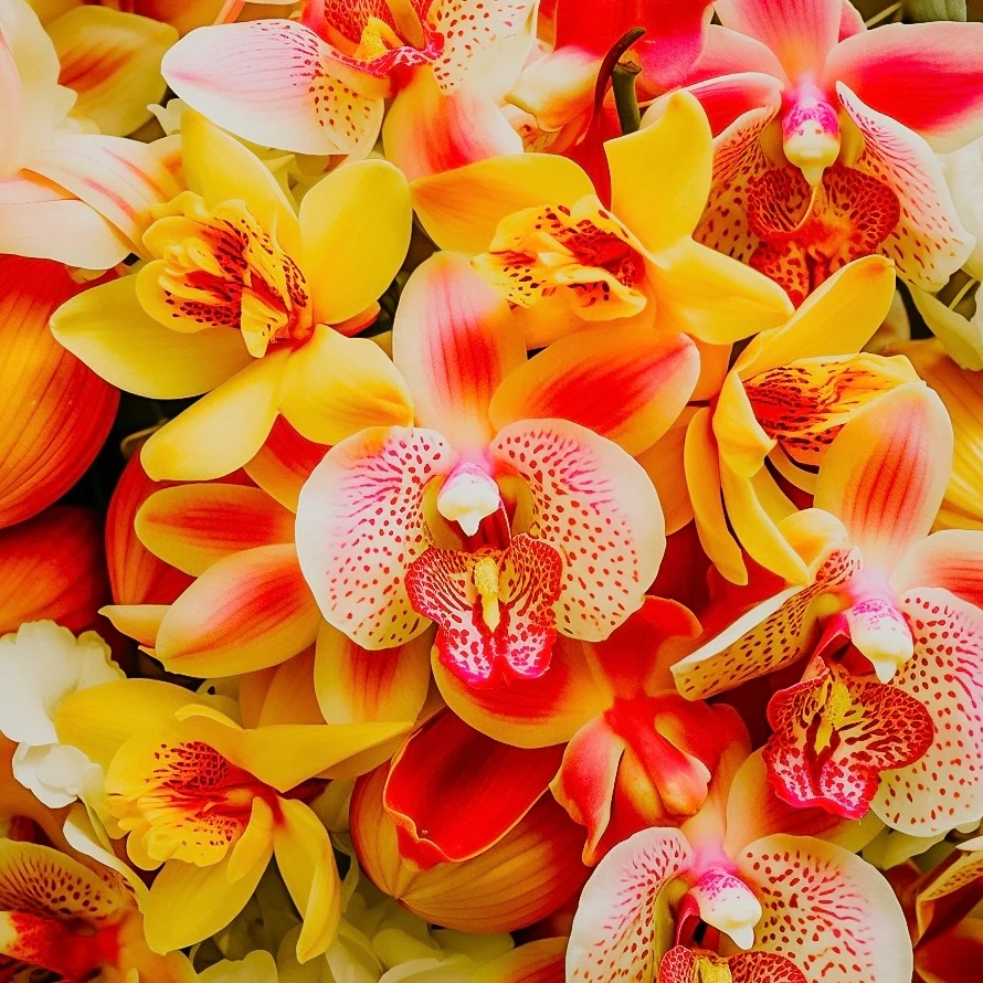 Brazilian Orchid & Passionfruit (Special Order) | Fragrance Oil