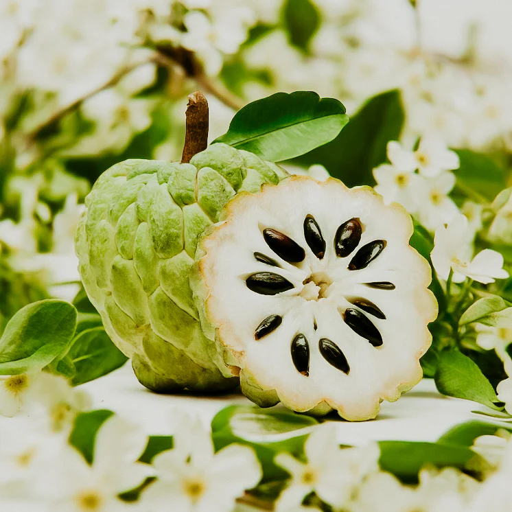 Cherimoya Flowers | Fragrance Oil