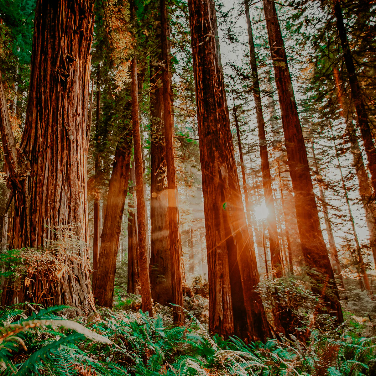 Into the Woods | Fragrance Oil