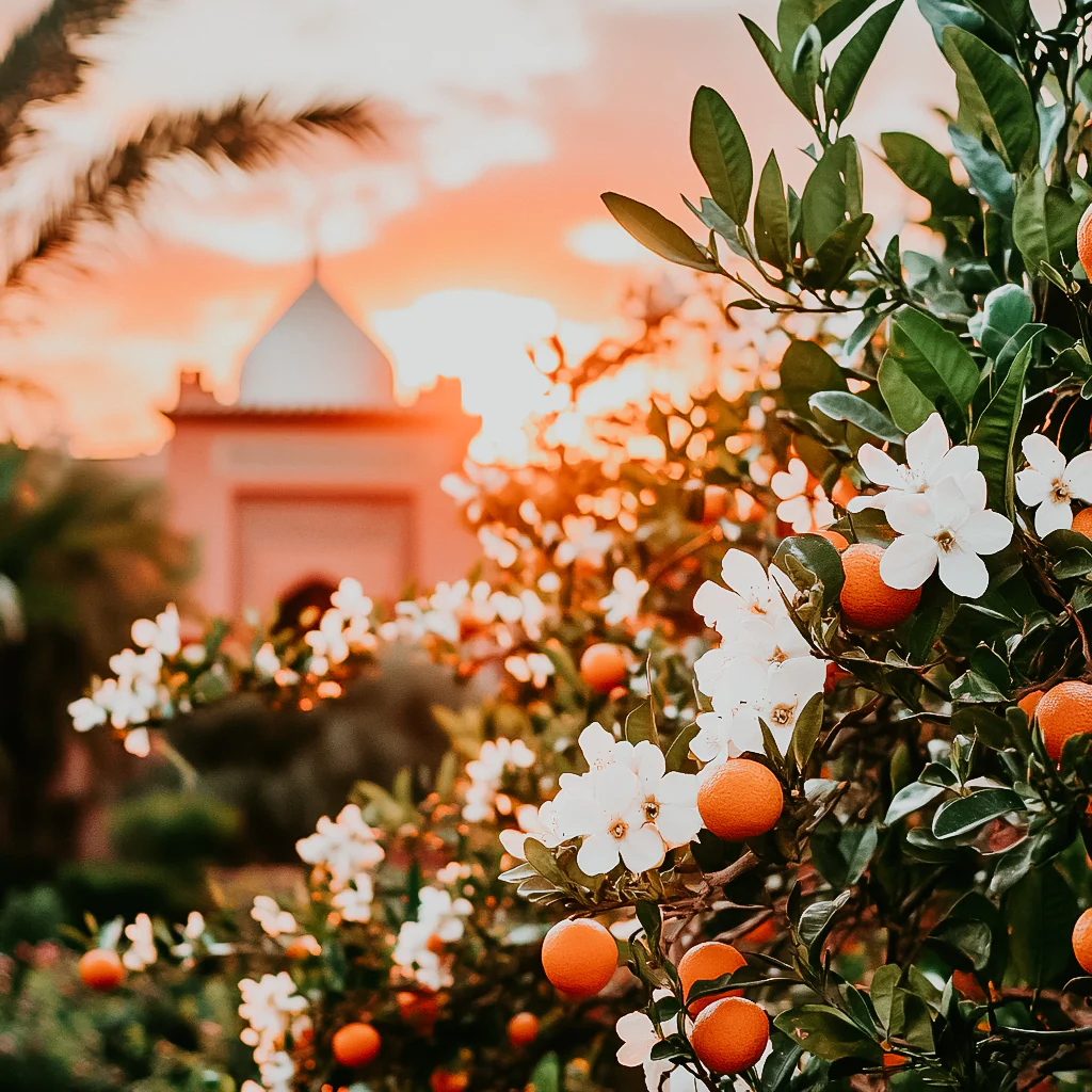 Marrakesh Sunset | Fragrance Oil