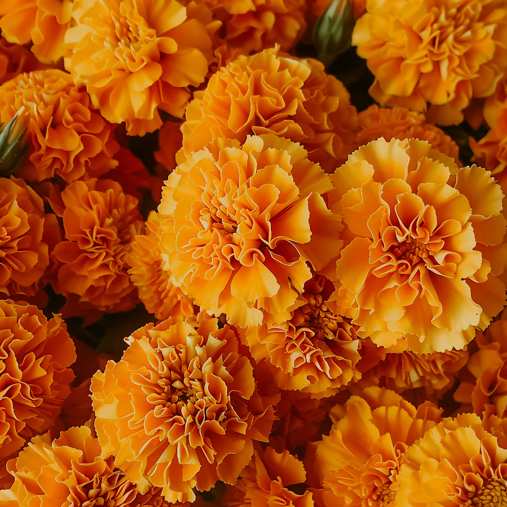 Mexican Marigold | Fragrance Oil