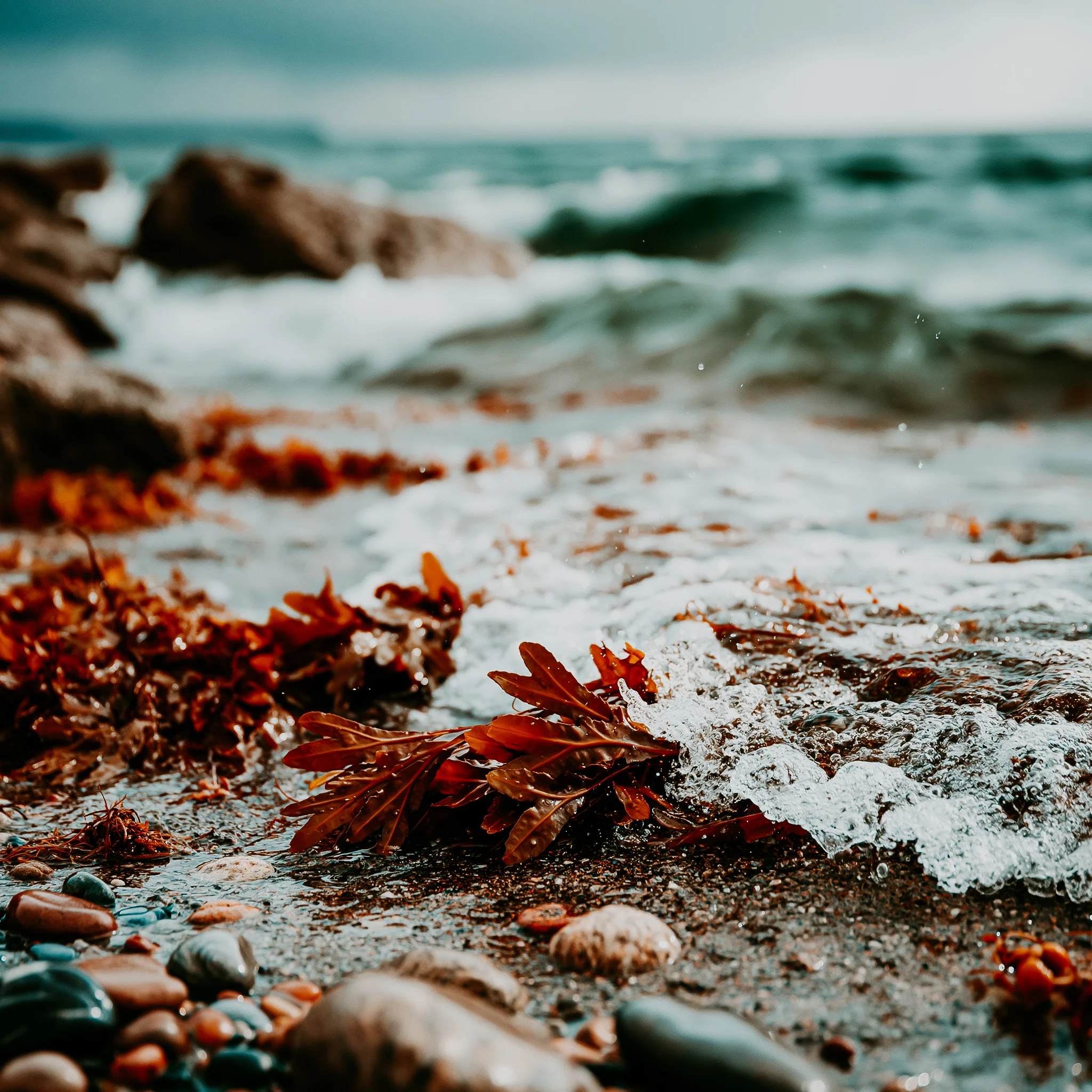 Ocean Brine | Fragrance Oil