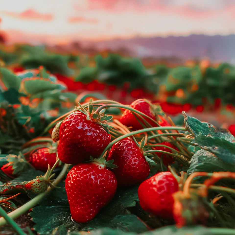 Santa Barbara Strawberry | Fragrance Oil