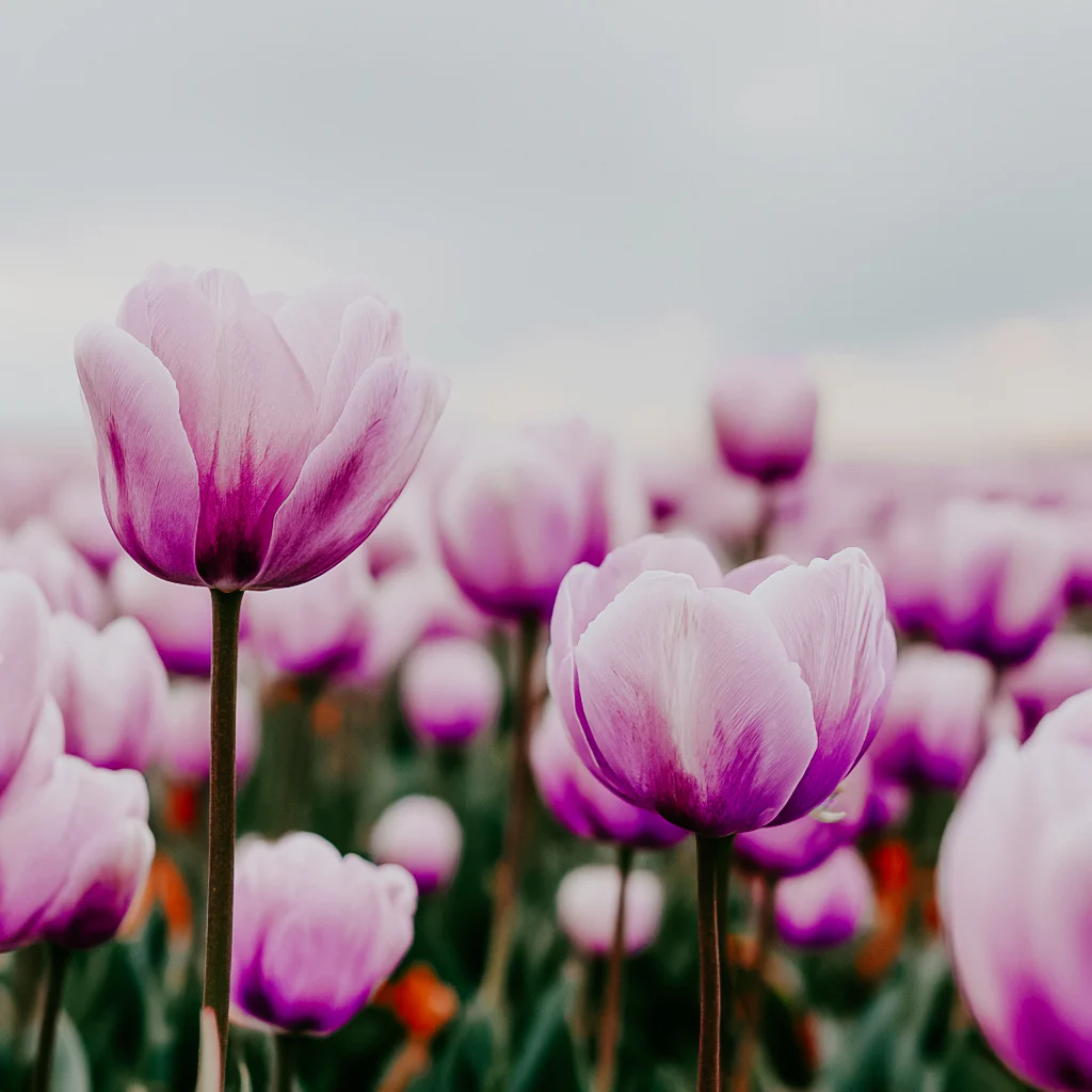 Tulip Field | Fragrance Oil