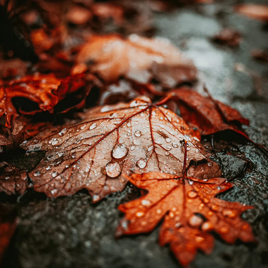 Withered Leaves & Rain (Seasonal) | Fragrance Oil