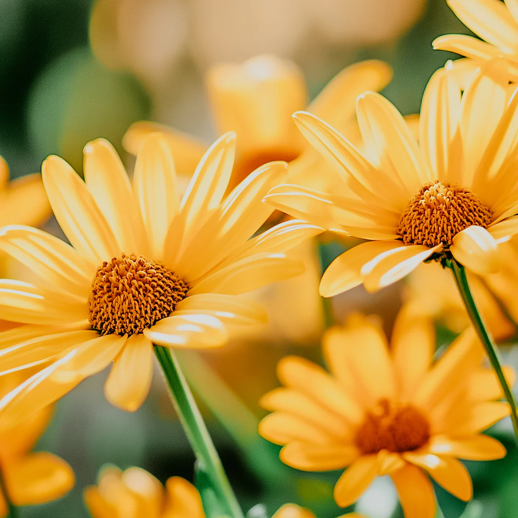 Sunshine & Daisies | Fragrance Oil